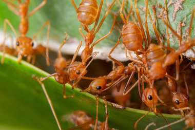 Makro kırmızı karıncalar doğada var.