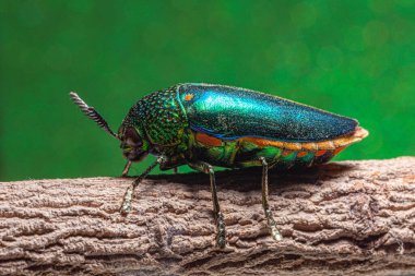 Makro böcekler Buprestidae bokeh arkaplanı