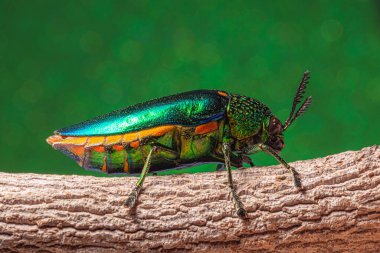 Makro böcekler Buprestidae bokeh arkaplanı