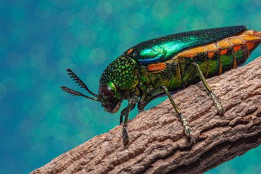 Makro böcekler Buprestidae bokeh arkaplanı