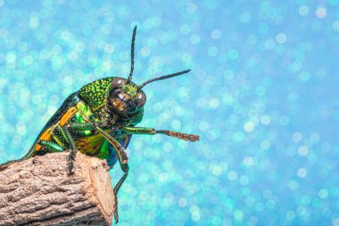 Makro böcekler Buprestidae bokeh arkaplanı