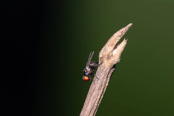 Macro Vuela Sobre Las Hojas —  Fotos de Stock