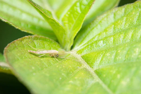 自然界のマクロ昆虫キロノミド — ストック写真