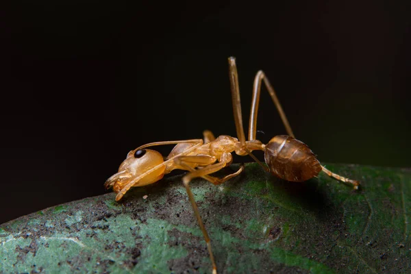 Macro Red Ants Nature — Stock Photo, Image