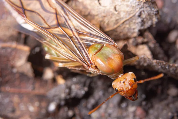 Macro Regina Oecophylla Smaragdina Natura — Foto Stock