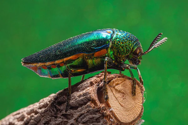 Makró Rovarok Buprestidae Bokeh Háttér — Stock Fotó