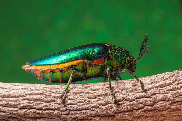 Macro Insectos Buprestidae Bokeh Fondo — Foto de Stock