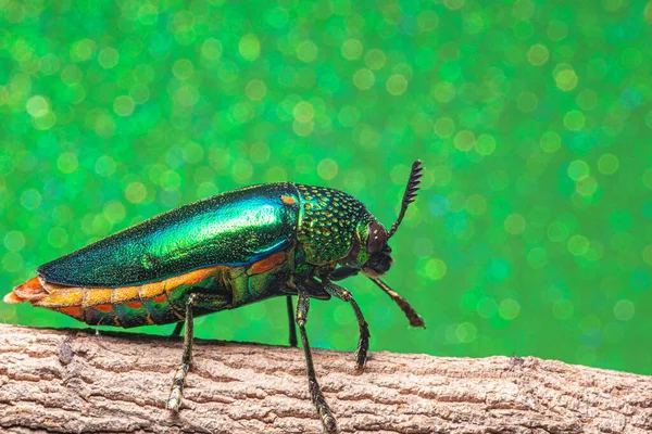 Makró Rovarok Buprestidae Bokeh Háttér — Stock Fotó