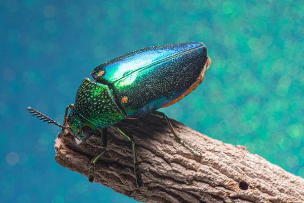 Makró Rovarok Buprestidae Bokeh Háttér — Stock Fotó