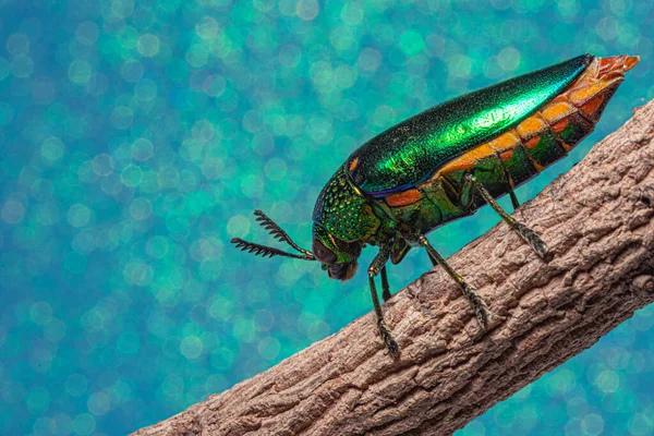 Makró Rovarok Buprestidae Bokeh Háttér — Stock Fotó