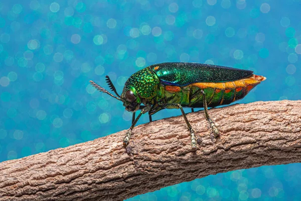 Macro Insectos Buprestidae Bokeh Fondo — Foto de Stock