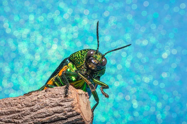 Makró Rovarok Buprestidae Bokeh Háttér — Stock Fotó