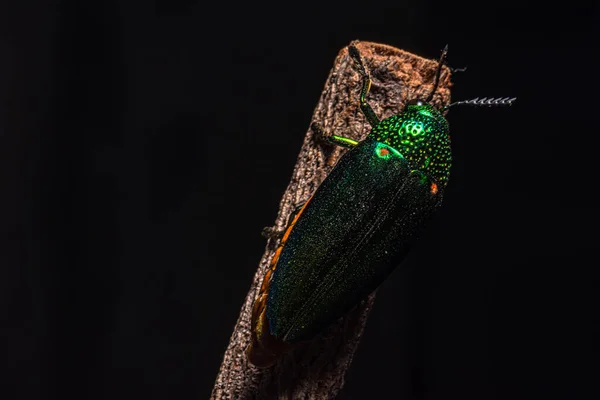 Macro Buprestidae Nature Black Background — Stock Photo, Image