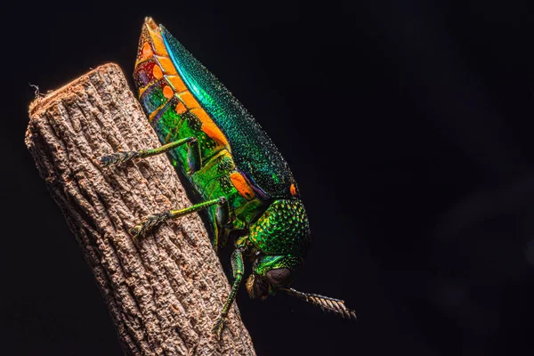 Macro Buprestidae Természet Fekete Háttér — Stock Fotó