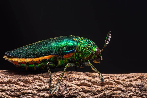 Macro Buprestidae Naturaleza Negro Fondo — Foto de Stock