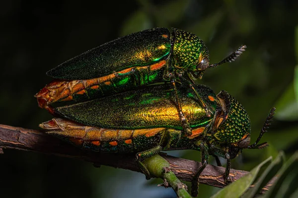 Macro Buprestidae Doğa Kara Arkaplan