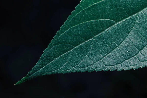 緑の葉植物の色のトーン暗い背景 — ストック写真