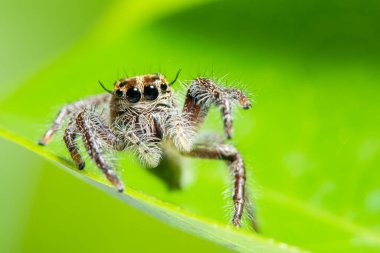 Macro örümceği yeşil arka planda