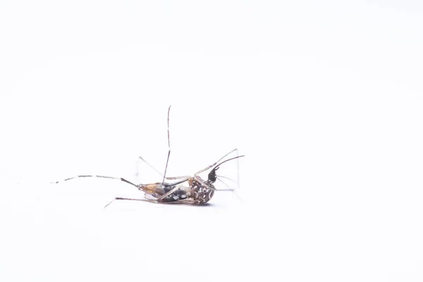 白地の蚊の死シーン — ストック写真