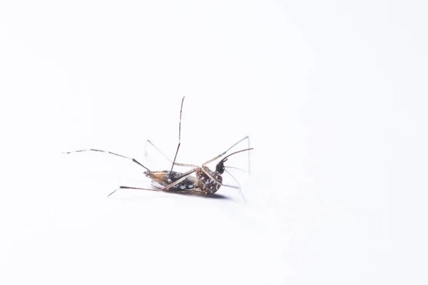 Сцена Смерти Комаров Белом Фоне — стоковое фото