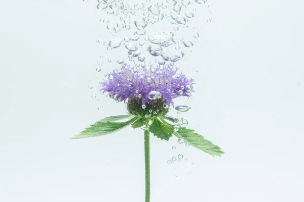 Close-up of purple flowers in the water with white background bubbles.