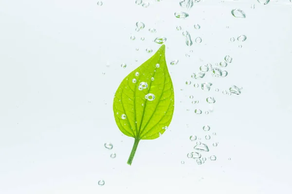 Leaves Water Bubbles White Background — Stock Photo, Image