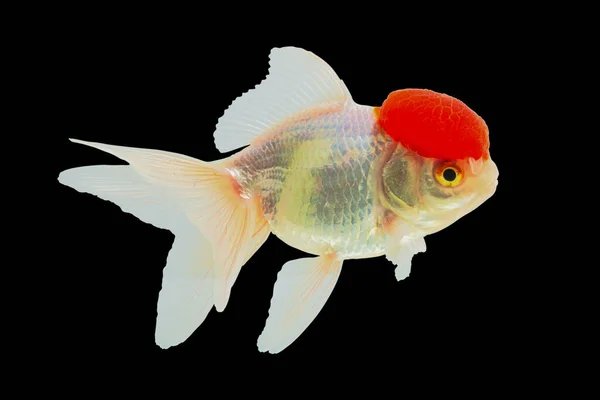 Close Tiro Lionhead Goldfish Ranchu Goldfish Cabeça Vermelha Corpo Branco — Fotografia de Stock