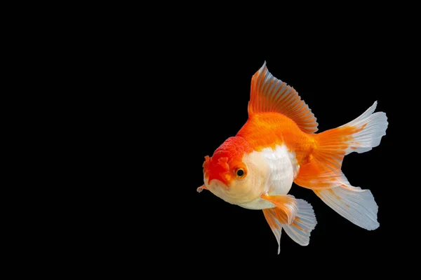 Close Goldfish Oranda Blanco Con Naranja Escena Fondo Negro — Foto de Stock