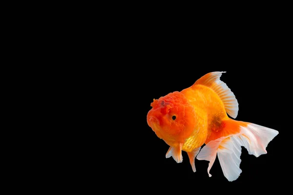 Close Goldfish Oranda Blanco Con Naranja Escena Fondo Negro —  Fotos de Stock