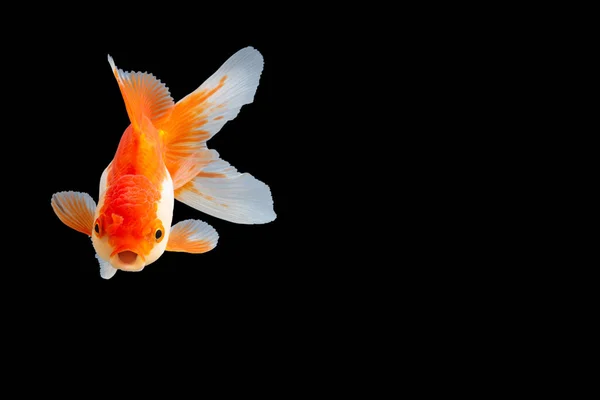 Close Goldfish Oranda Blanco Con Naranja Escena Fondo Negro — Foto de Stock