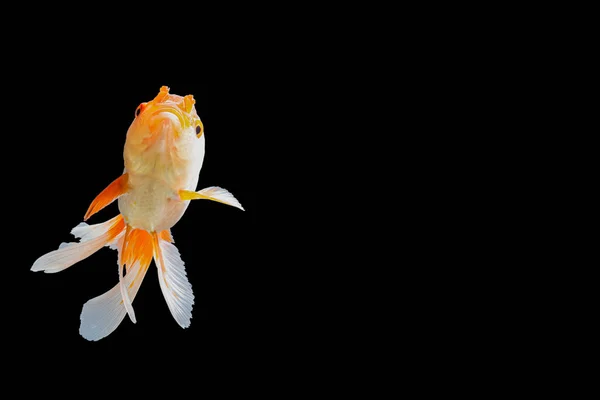 Fechar Goldfish Oranda Branco Com Laranja Cena Fundo Preto — Fotografia de Stock