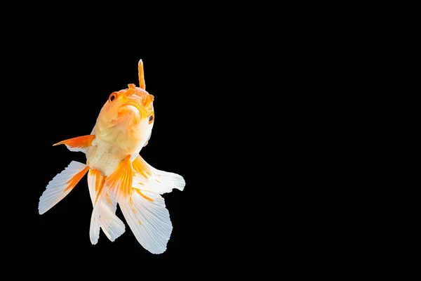 Close Goldfish Oranda Blanco Con Naranja Escena Fondo Negro — Foto de Stock