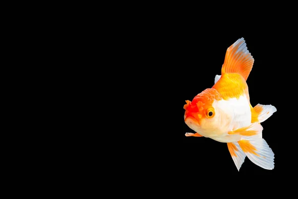 Close Goldfish Oranda White Orange Black Background Scene — Stock Photo, Image
