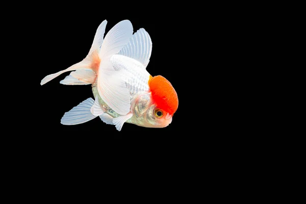 Primer Plano Tiro Lionhead Goldfish Ranchu Pececito Rojo Cabeza Blanca — Foto de Stock