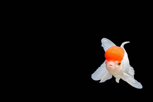 Primer Plano Tiro Lionhead Goldfish Ranchu Pececito Rojo Cabeza Blanca — Foto de Stock