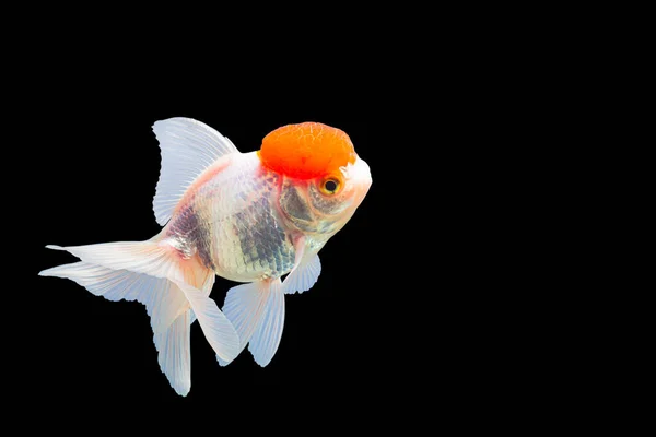 Close Tiro Lionhead Goldfish Ranchu Goldfish Cabeça Vermelha Corpo Branco — Fotografia de Stock