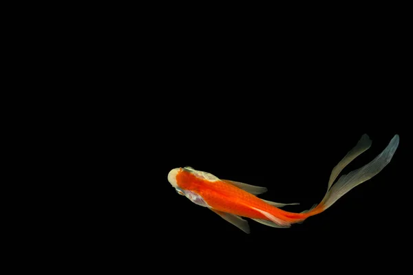 Fechar Espécie Cometa Peixinho Dourado Alto Ângulo Tiro Fundo Preto — Fotografia de Stock