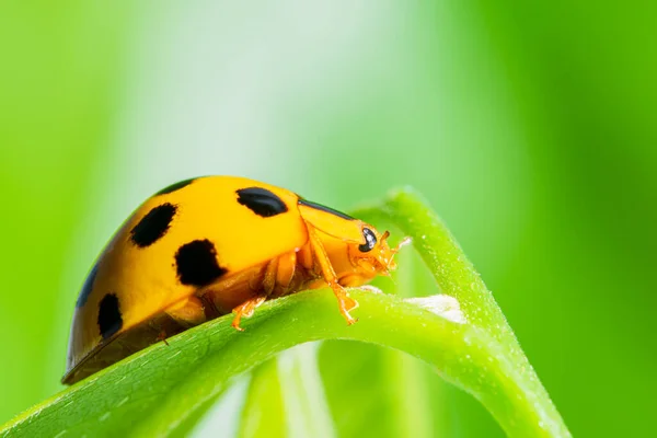 Macro Mariquita Amarilla Naturaleza Fondo Verde —  Fotos de Stock