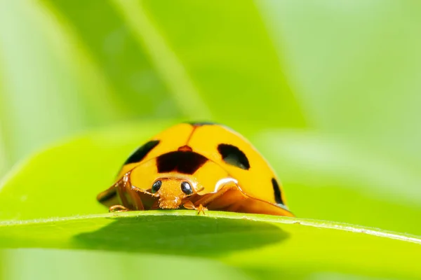 Macro Mariquita Amarilla Naturaleza Fondo Verde — Foto de Stock