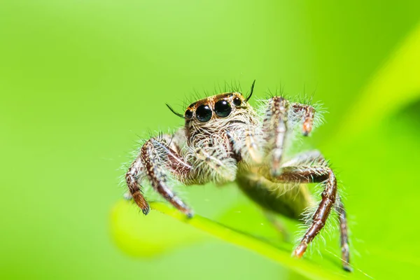 Macro Ragno Natura Sfondo Verde — Foto Stock