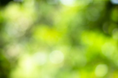Bokeh açık yeşil doğanın