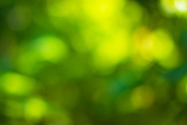 Güneş ışığı, ağaçların yeşil yapraklarını buğulandırır.