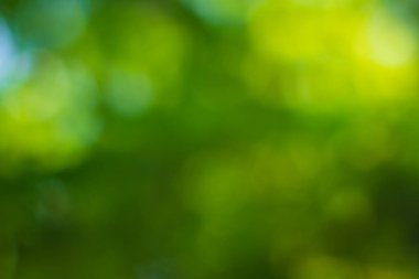 Güneş ışığı, ağaçların yeşil yapraklarını buğulandırır.