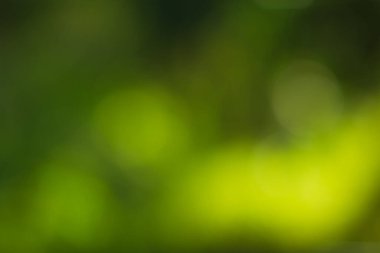 Güneş ışığı, ağaçların yeşil yapraklarını buğulandırır.