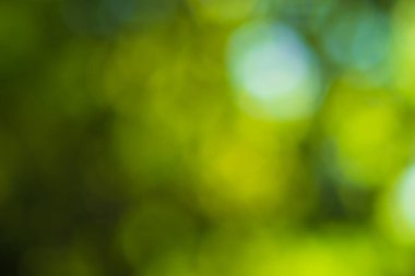 Güneş ışığı, ağaçların yeşil yapraklarını buğulandırır.