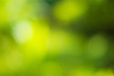 Güneş ışığı, ağaçların yeşil yapraklarını buğulandırır.