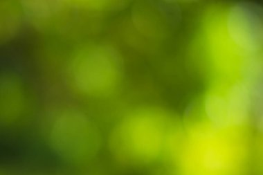 Güneş ışığı, ağaçların yeşil yapraklarını buğulandırır.