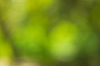 Güneş ışığı, ağaçların yeşil yapraklarını buğulandırır.