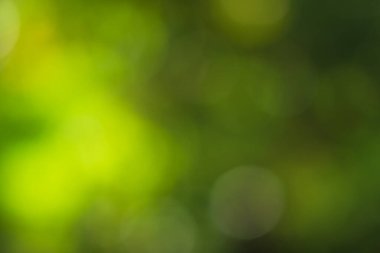 Güneş ışığı, ağaçların yeşil yapraklarını buğulandırır.