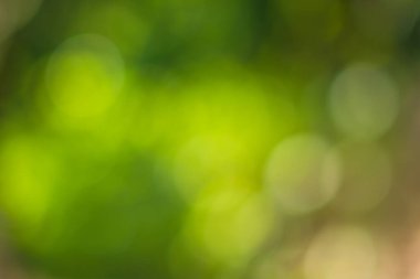 Güneş ışığı, ağaçların yeşil yapraklarını buğulandırır.